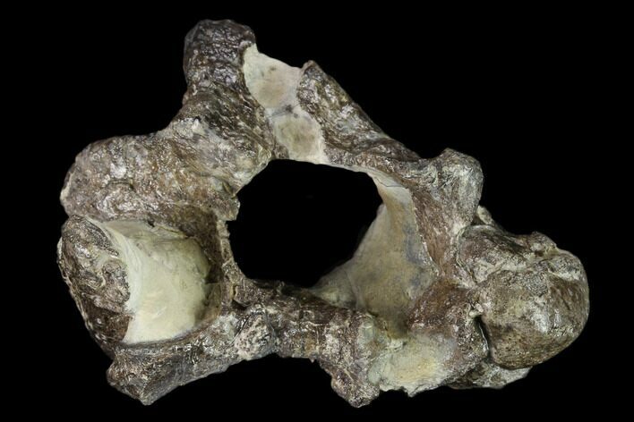 Rare British Dinosaur (Hypsilophodon) Vertebra - England #132033